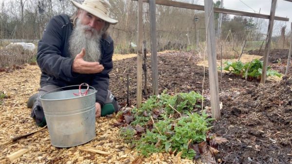 Semez ces plantes une fois et récoltez-les pour toujours ! Créer un paradis de permaculture et une forêt nourricière !