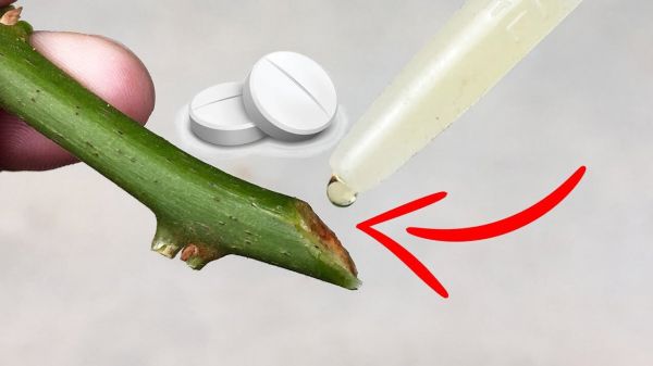 8 hormones de bouturage puissantes et faites maison | Stimulants naturels pour le jardinage