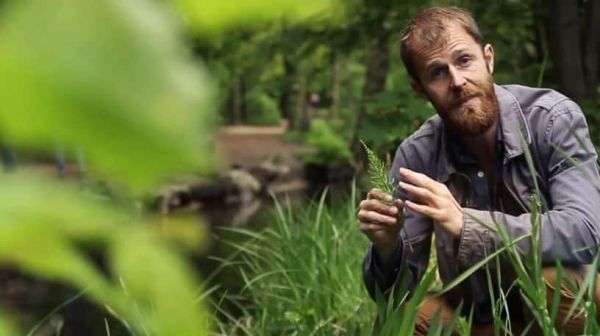 10 plantes sauvages à cueillir fin de printemps