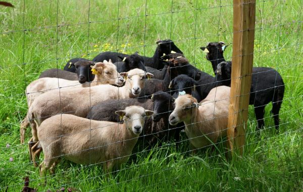 Bordeaux : Pourquoi des moutons de l'île d'Ouessant ont investi les campus de l'université Montaigne