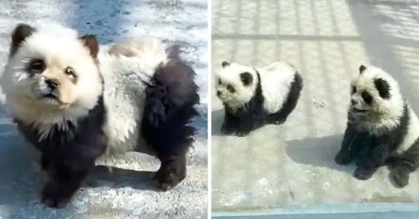 Zoo de Taizhou : Des « Pandas » en Chien Chow Chow, L’affaire qui Enflamme les Réseaux Sociaux