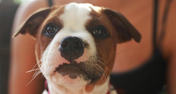 Avis Esprit Dog : témoignages sur la formation Family « Éduquer son chien »