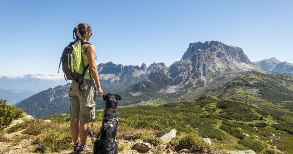 Animaux. Nos conseils pour partir randonner avec votre chien en toute sécurité !