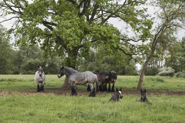 Race : Le trait auxois, un trésor de la Bourgogne
