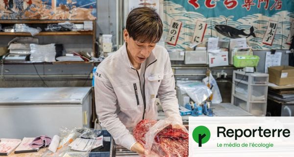Pourquoi les Japonais continuent de chasser la baleine