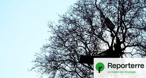 A69 : un arbre de nouveau occupé à la zad de la Crem'arbre