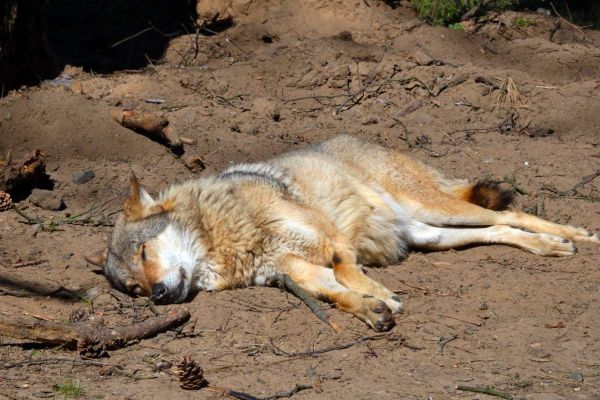 Aveyron: l’OFB à la recherche de la dépouille d’un loup tiré par un éleveur lors d’une attaque