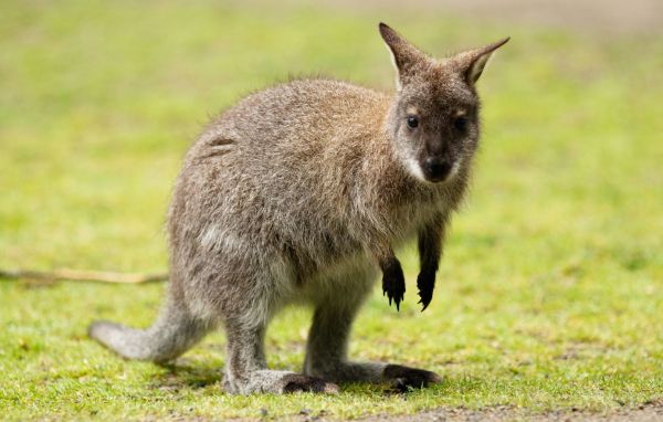 Morbihan : Un wallaby en fuite capturé dans un jardin, le propriétaire recherché