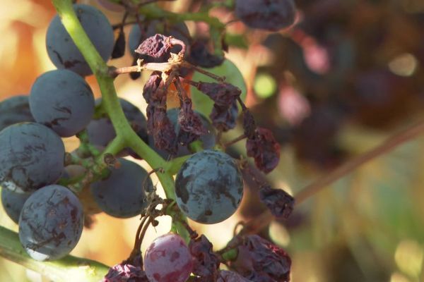VIDEO. "On n'a jamais vu un problème de cette dimension" : le mildiou touche les vignes du Gard et fait chuter la production
