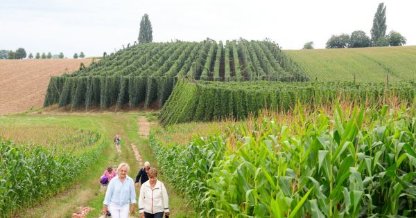 Wingersheim-les-Quatre-Bans. Découvrir le houblon local à travers une visite guidée