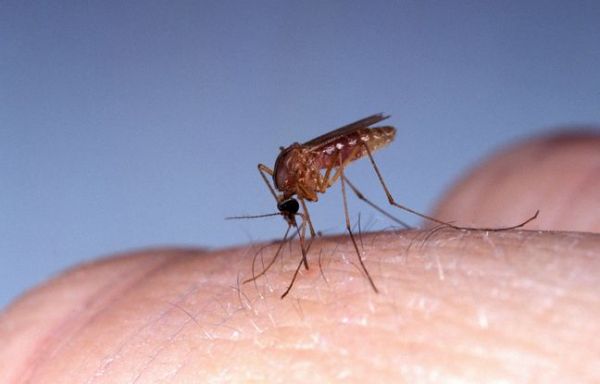 Virus du Nil occidental : Que sait-on des contaminations recensées dans le Var et en Guadeloupe ?