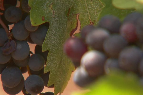 La consommation de vin rosé est en baisse, la viticulture corse envisage une mutation