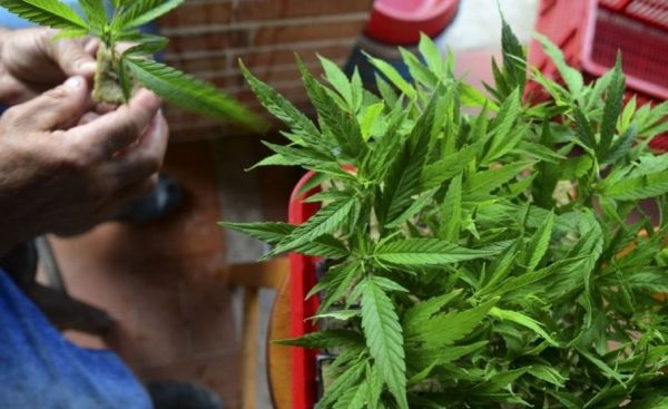 Maroc: Usages licites du cannabis - Le pays dispose d'une législation innovante et unique dans son genre