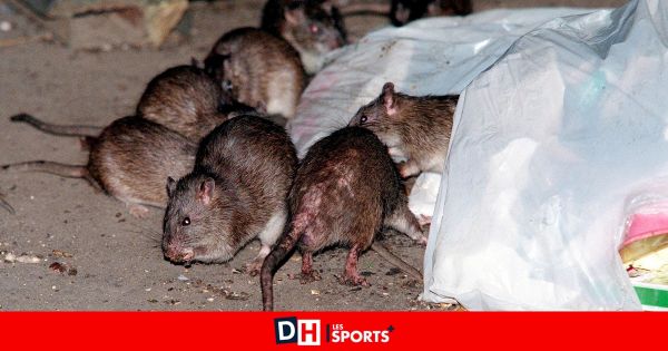La ville de Genk utilise des pièges numériques pour contrôler la propagation des rats