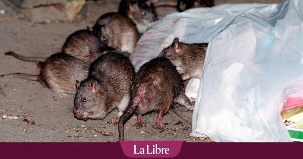 La ville de Genk utilise des pièges numériques pour contrôler la propagation des rats