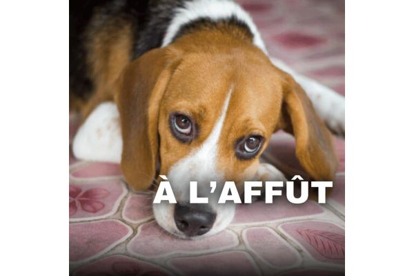 Podcast « A l'affût » : Leptospirose chez le chien: Comment la soigner et l’éviter?
