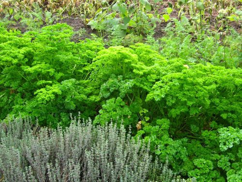 Les bienfaits du persil, l'aromatique la plus utilisée
