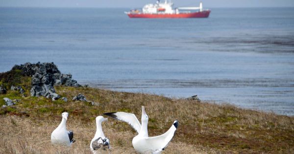 En Afrique du Sud, des souris dévoreuses d'oiseaux bientôt faites comme des rats grâce à une campagne d'éradication