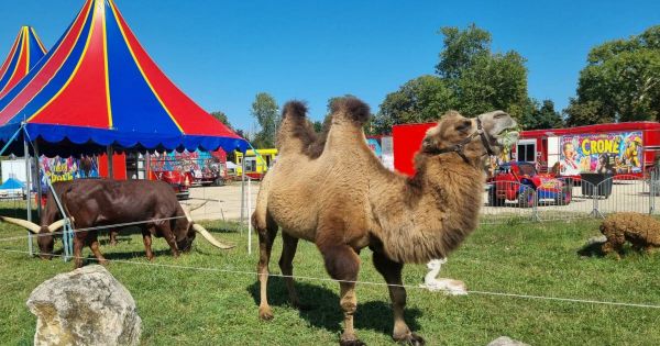 Toul. Le cirque Crone s'installe illégalement sur le terrain de Cora