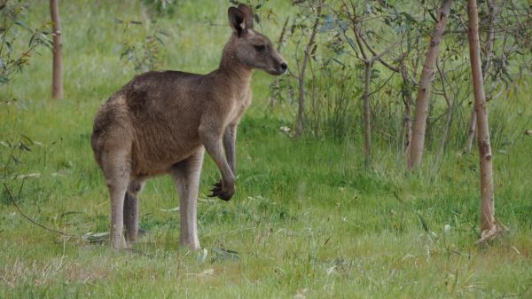 Creuse: un kangourou en fuite, les gendarmes à sa recherche
