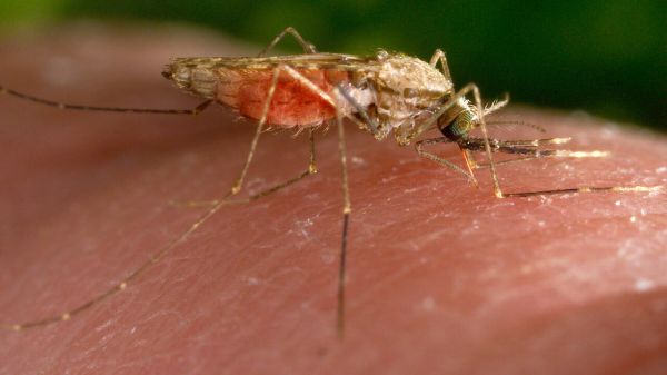 Aux Etats-Unis, les autorités en alerte après le décès d'un homme des suites d'une rare maladie transmise par le moustique