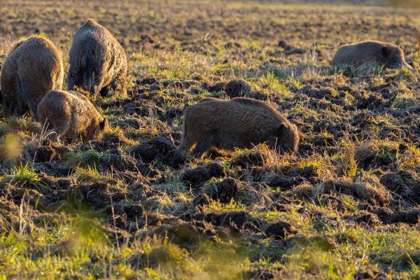 Dégâts de sanglier: A quand le retour des agriculteurs à la chasse?