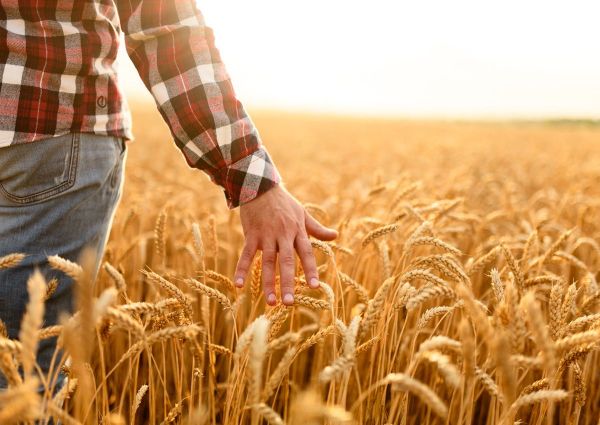 Les premiers essais de cultures génétiquement éditées auront lieu dans des fermes conventionnelles du Royaume-Uni