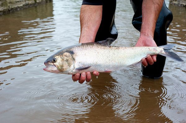 L'ADNe au service de la pêche : une technique imparable !