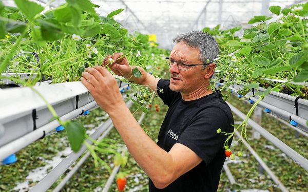Production de fraises : la pointe bretonne n'a pas à rougir