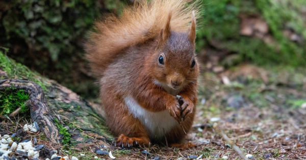 J'ai trouvé un animal sauvage dans la nature, ai-je le droit de le garder ?