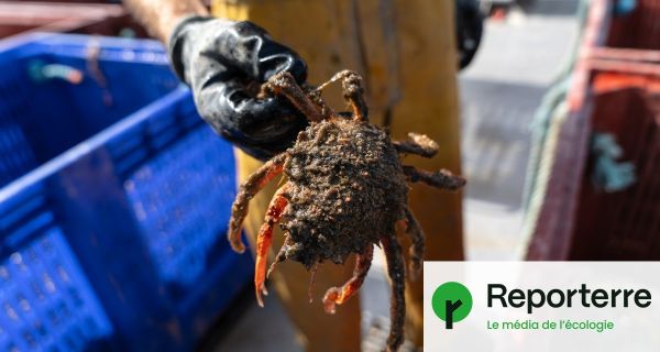Les araignées de mer font le malheur des éleveurs de moules