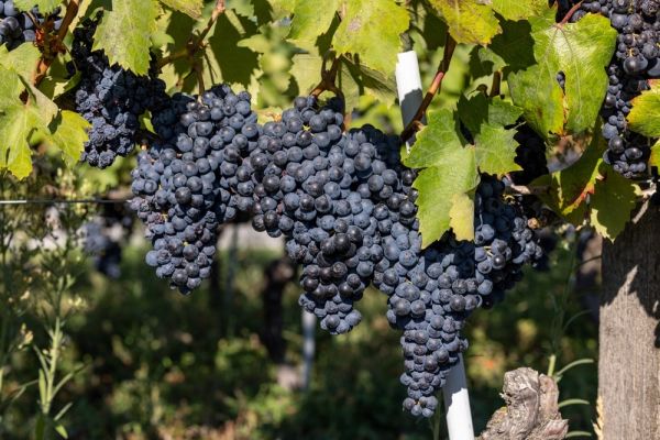 Toulouse : le domaine de Candie ouvre ses portes pour les vendanges