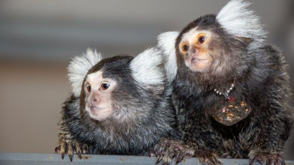 Les ouistitis s'appellent par leurs prénoms : une rareté dans le monde animal