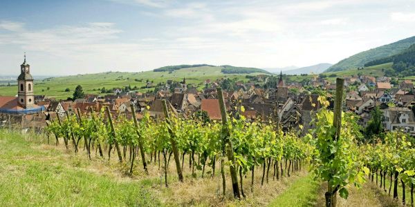 Vignobles français : la production viticole devrait baisser cette année