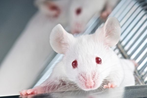 Après l'homme invisible, la souris (partiellement) transparente