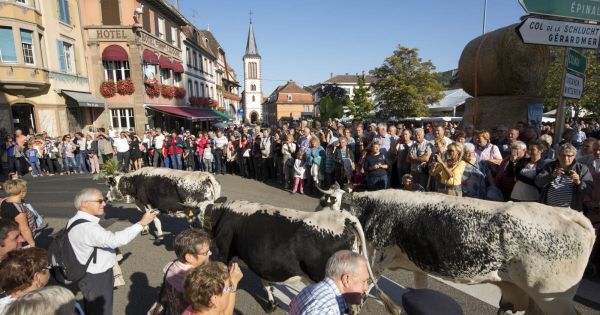 Munster. Transhumance : un défilé en ville le 15 septembre