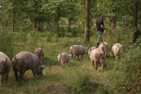 "Il fallait remettre l'animal dans ses conditions de vie d'origine" : l'élevage de porcs nourris aux glands, une pratique d'exception, garante d'une viande de qualité