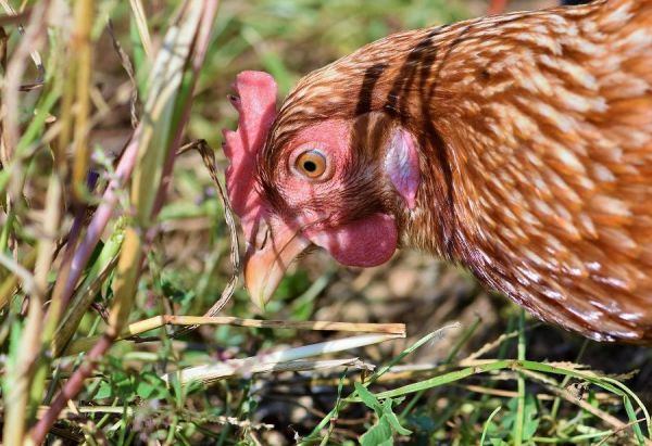 Poules et chaleur : quel danger et comment les protéger  ?