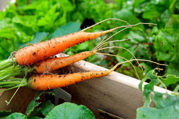 Carottes d'été (hâtives) : croquantes, précoces, et faciles à cultiver
