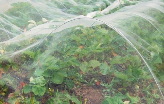 Filets anti-insectes au potager : avantages et inconvénients