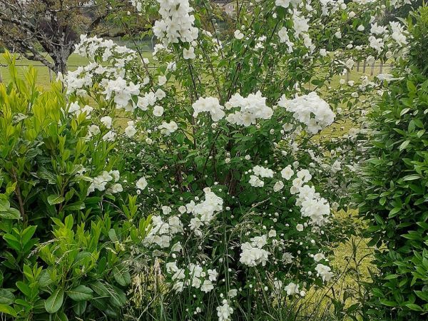 Le seringat des jardins, ou jasmin des poètes, une plante belle et utile