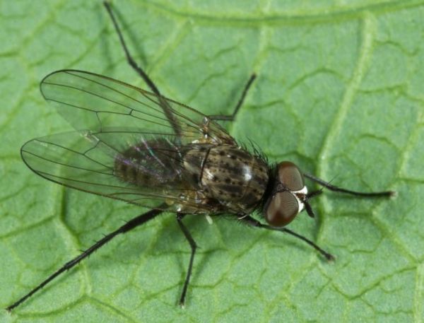 Mouche des semis – Les solutions naturelles au potager familial