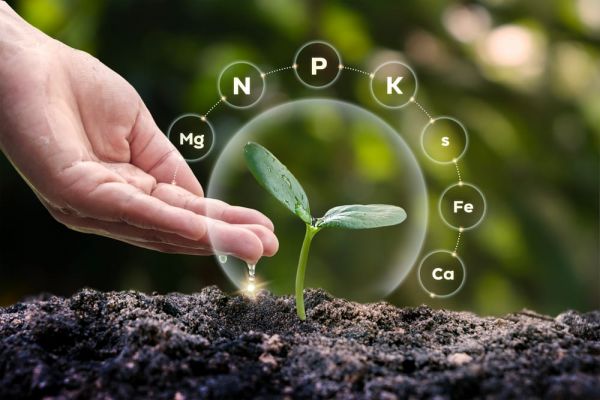 Le phosphore, un élément fondamental au jardin