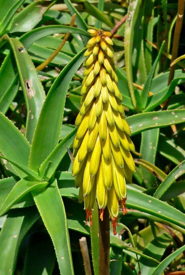 Aloe striatula