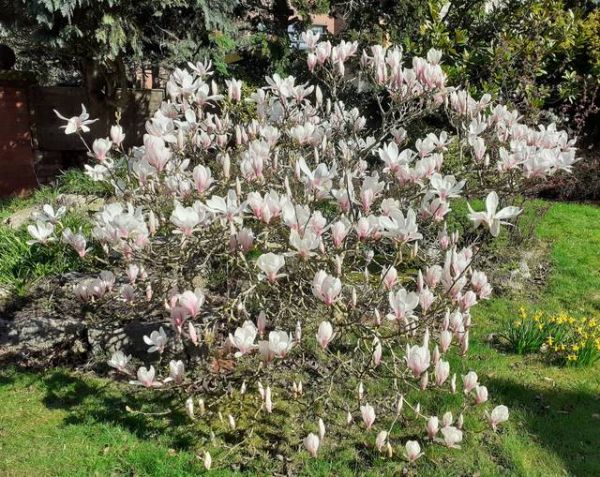 Magnolia x soulangeana, un somptueux petit arbre pour accueillir le printemps