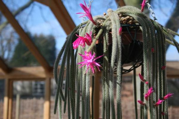 La queue de rat, un cactus au look insolite