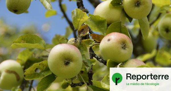 La consommation de bio redémarre doucement