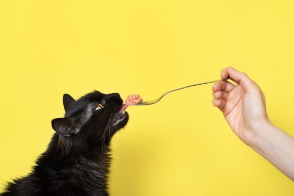 Chiens et chats : comment reconnaître une alimentation vraiment saine et digeste ?