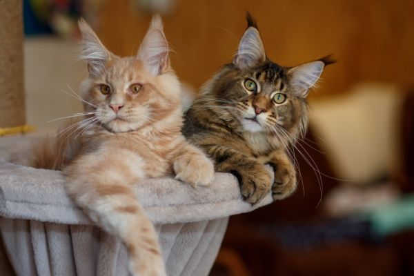 De la boule de poils à la mini-panthère : les grandes étapes de la croissance d'un chaton