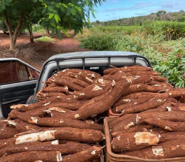 16 RAISONS DE CULTIVER DU MANIOC